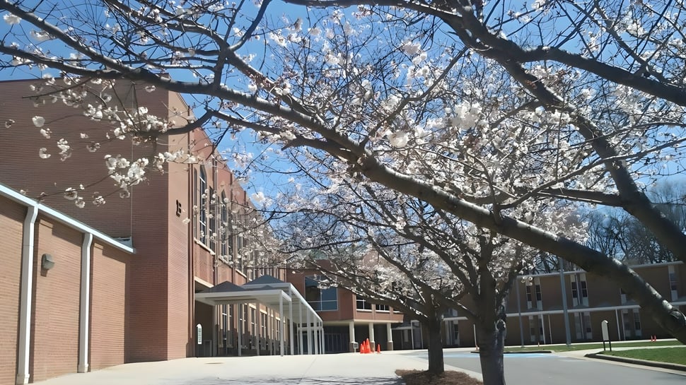 Árboles de cerezos en flor bordean la acera frente a un edificio de ladrillo en el campus de la Calvary Day School.