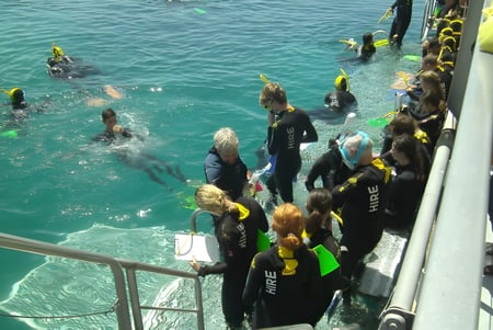 Estudiantes de la Centenary State High School en trajes de neopreno observando criaturas marinas en el claro agua turquesa.