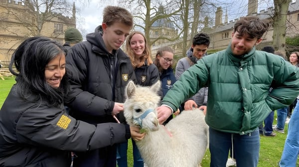 Un grupo de estudiantes del Exeter College está al aire libre alrededor de una alpaca blanca en un campo con árboles de fondo.