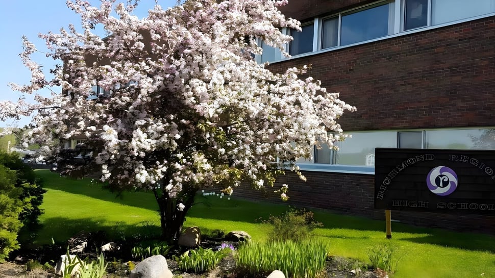 Un árbol de cerezo en flor se encuentra frente al edificio de ladrillo de la Richmond Regional High School.