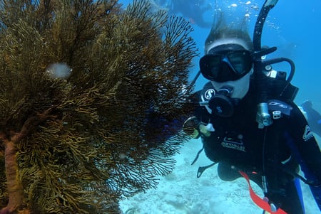 Un buceador explora con equipo de buceo un colorido arrecife de corales cerca de UC-Lake Ginninderra.