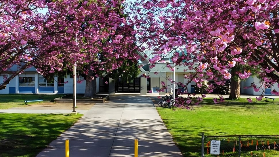 En el campus de la Westview Secondary School hay un cerezo en flor junto a un camino pavimentado y un edificio con ventanas azules.